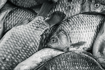 Image showing Bream close-up. Black and white photo, toning