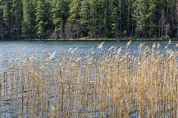 Image showing Spring landscape at wood lake