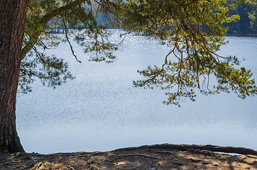 Image showing Spring landscape at wood lake