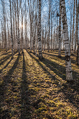 Image showing Sunny spring morning in birch forest