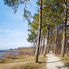 Image showing Coast of Baltic sea, a sunny day