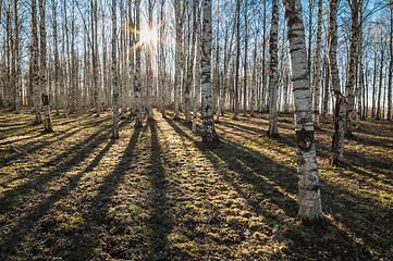 Image showing Sunny spring morning in birch forest