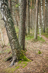 Image showing Spring March landscape at wood 