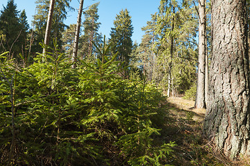 Image showing Spring March landscape at wood 