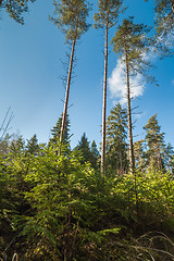 Image showing Spring March landscape at wood 