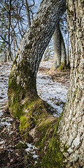 Image showing Spring landscape in wood