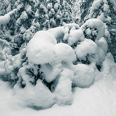 Image showing Winter wood. Trees covered by a snow. Toning