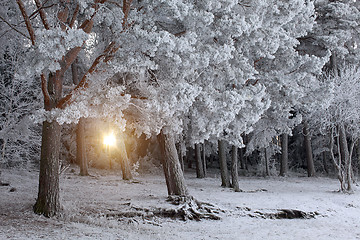 Image showing Winter Forest Landscape