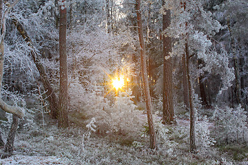 Image showing Winter Forest Landscape