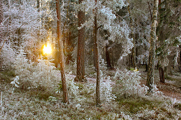 Image showing Winter Forest Landscape