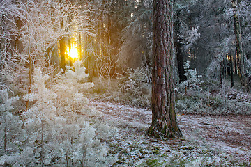 Image showing Winter Forest Landscape