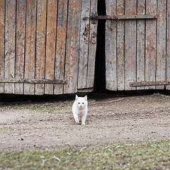 Image showing white cat walking towards the camera 