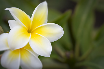 Image showing Beautiful Plumeria Flowers on The Branch