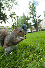 Image showing Feeding a squirrel