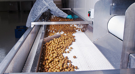 Image showing olives in a processing machine