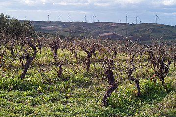 Image showing Vineyards in invern harvest