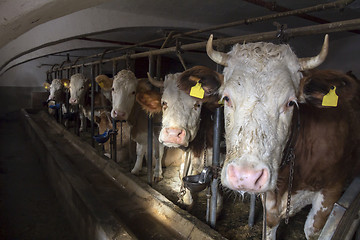 Image showing Cow in a stable