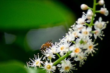 Image showing bee on flowers