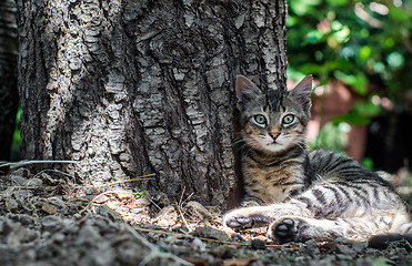 Image showing beautiful cat sitting near a tree trunk