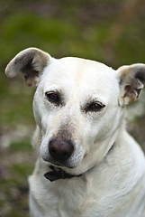 Image showing white dog outdoor