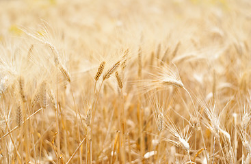 Image showing Wheat and ear of wheat