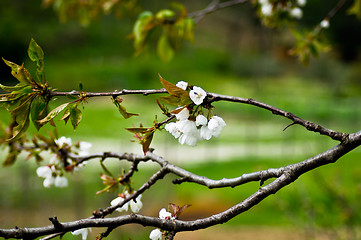 Image showing flower spring blossoms