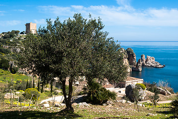 Image showing olive tree and stacks of Scopello