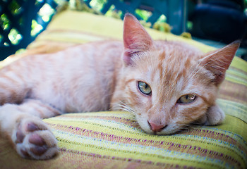 Image showing beautiful cat relaxing on pillow