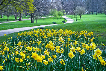 Image showing Blooming daffodils in St Green Park in London 