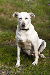 Image showing white dog outdoor