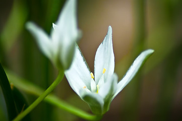 Image showing easter lily