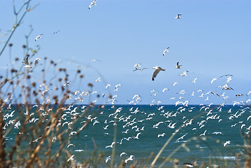 Image showing seagulls over sea 