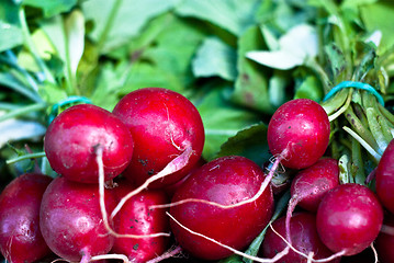 Image showing Bunch of fresh radish
