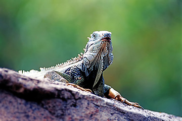 Image showing Green Iguana