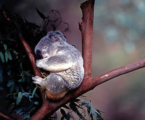 Image showing Koala