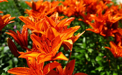 Image showing orange lily flower