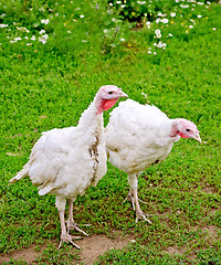 Image showing Turkey white on grass background