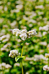 Image showing Buckwheat blooming on the field