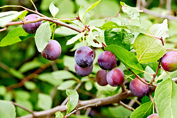 Image showing Plums purple on branch with leaves