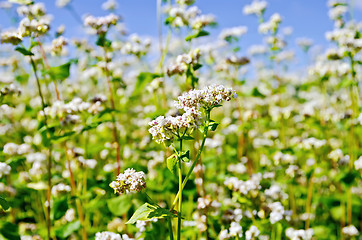 Image showing Buckwheat blooming sky