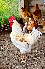 Image showing Cock white in the henhouse