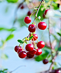 Image showing Cherries red on branch with sky