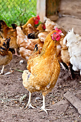 Image showing Brown chicken in pen