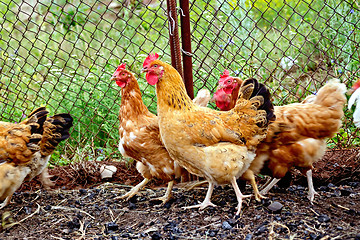 Image showing Brown chicken in pen with mesh