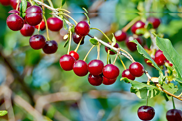 Image showing Cherries red on branch and sky