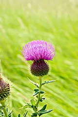 Image showing Thistle blooming on meadow