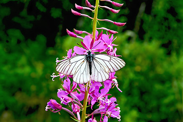 Image showing Butterfly white on fireweed