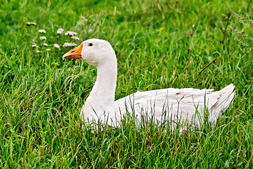 Image showing Goose white in grass