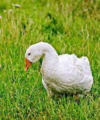 Image showing Goose white on grass