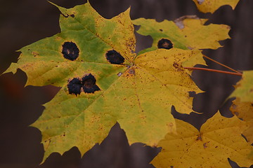 Image showing maple leaf with spots